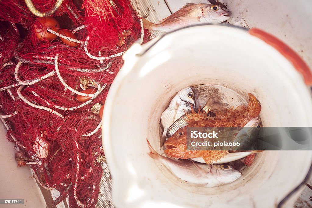 Rete di pesca e pesci catturato - Foto stock royalty-free di Ambientazione esterna