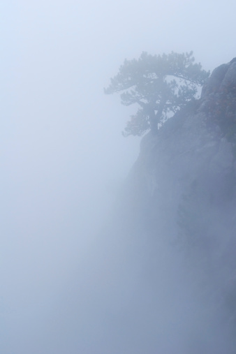 Lone tree on a rock in fog