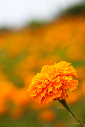 Marigold flower in a field of Marigolds. shallow depth of field, focus on the Marigold in the foreground.