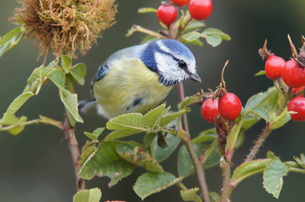 istock Blue tit on wild rose twig 175188402