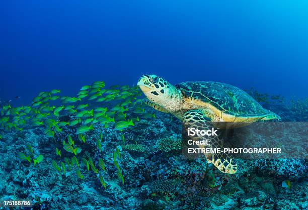Морская Turtle — стоковые фотографии и другие картинки Дайвинг с аквалангом - Дайвинг с аквалангом, Морские черепахи, Плавать