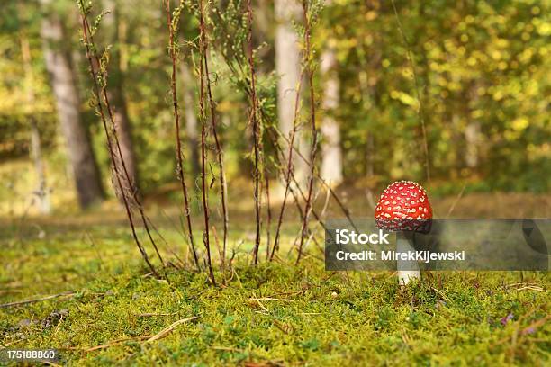 Photo libre de droit de Agaric Vol Sur Une Compensation Dans La Forêt banque d'images et plus d'images libres de droit de Amanite tue-mouche