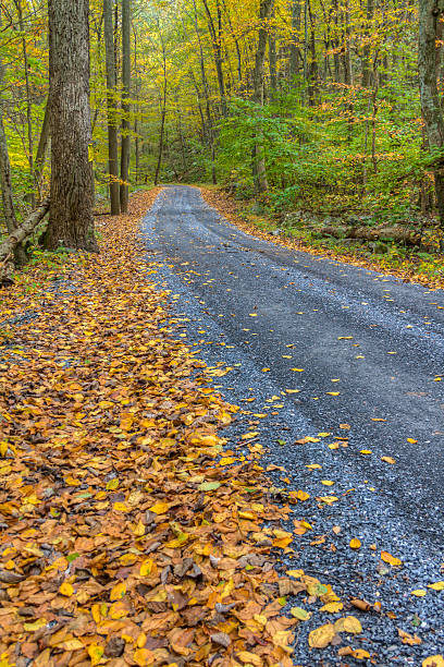 A Hight Dynamic Range (HDR) rendition of an old gravel road winding thorough a deep mountain forest just as the autumn leaves are beginning to change.  Location is the Catoctin Mountains in Northern Maryland USA.