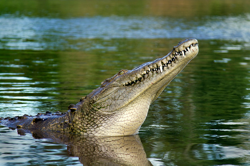 American Crocodile with Head Raised out of Water