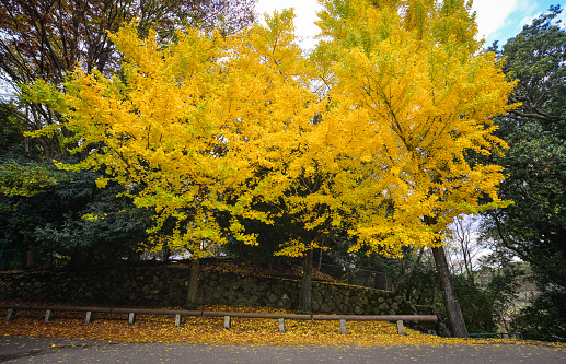Autumn scenery with ginkgo trees on the road at forest in Kansai, Japan.