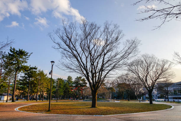 istock Dried trees at the city park 1751892834