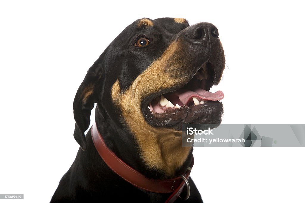Szczęśliwy Rottweiler - Zbiór zdjęć royalty-free (Obroża)