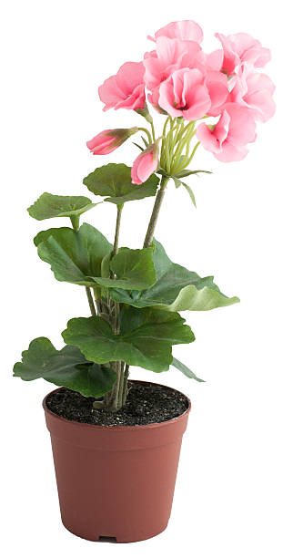 istock Flowering Geranium Plant in Flower Pot 175189483