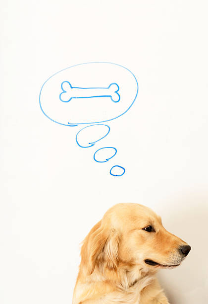 istock Dream of a dog. 175189563