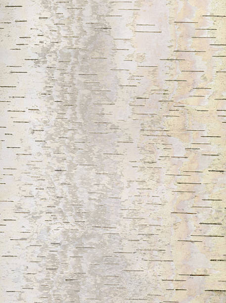 Photo of Birch bark background