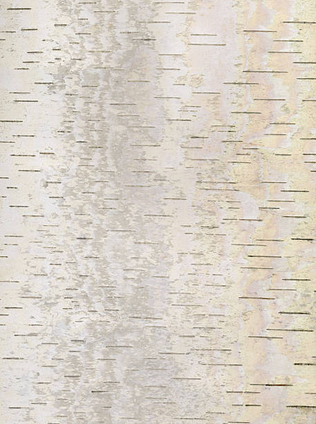 fundo de bétula casca - birch bark birch tree textured imagens e fotografias de stock