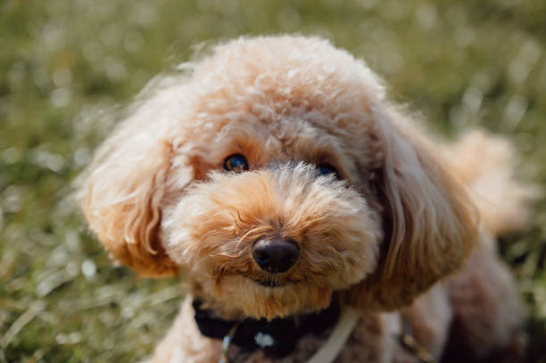 istock Cute smiling toy poodle looking at the camera. Closeup portrait 1751899174