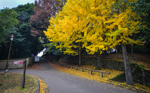 Close-up of a single orange and brown dry leaf falling in air in the park with park road and trees with colourful leaves in background. Defoliation. Autumn scenery