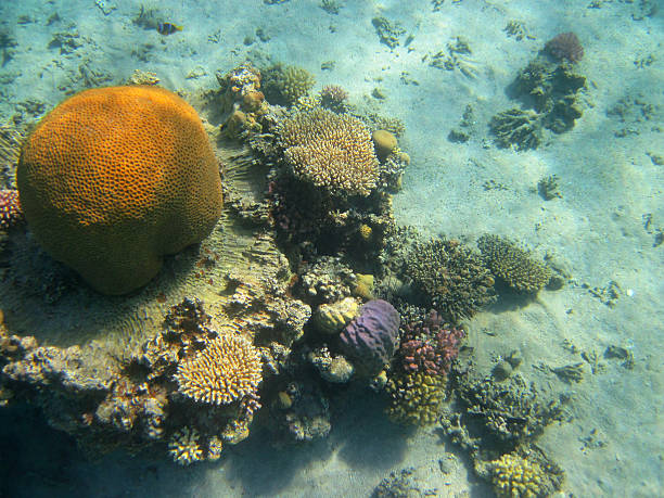 ビーチの珊瑚礁 - red sea taba sand reef ストックフォトと画像