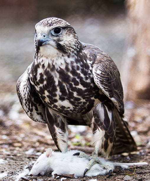 Saker Falcon and mouse The Saker Falcon (Falco cherrug) is a very large falcon. This species breeds from eastern Europe eastwards across Asia to Manchuria. saker stock pictures, royalty-free photos & images