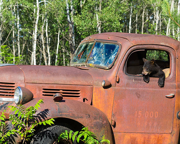 Black Bear Cub Playing in Old TruckUrsus americanus
