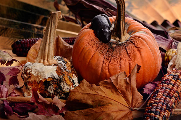 istock Halloween decorations, rotten pumpkins 175190296
