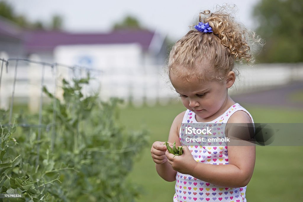 Mädchen pflücken Erbsen - Lizenzfrei 2-3 Jahre Stock-Foto