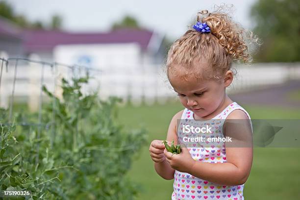 Mädchen Pflücken Erbsen Stockfoto und mehr Bilder von 2-3 Jahre - 2-3 Jahre, Bildschärfe, Das Leben zu Hause