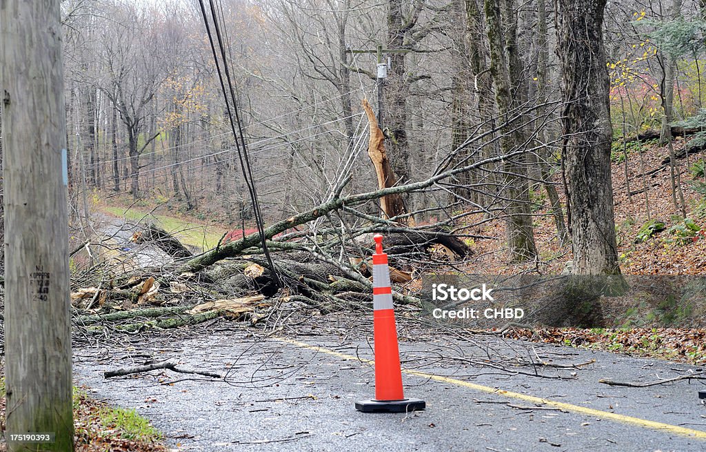 tree - Lizenzfrei Baumstamm am Boden Stock-Foto