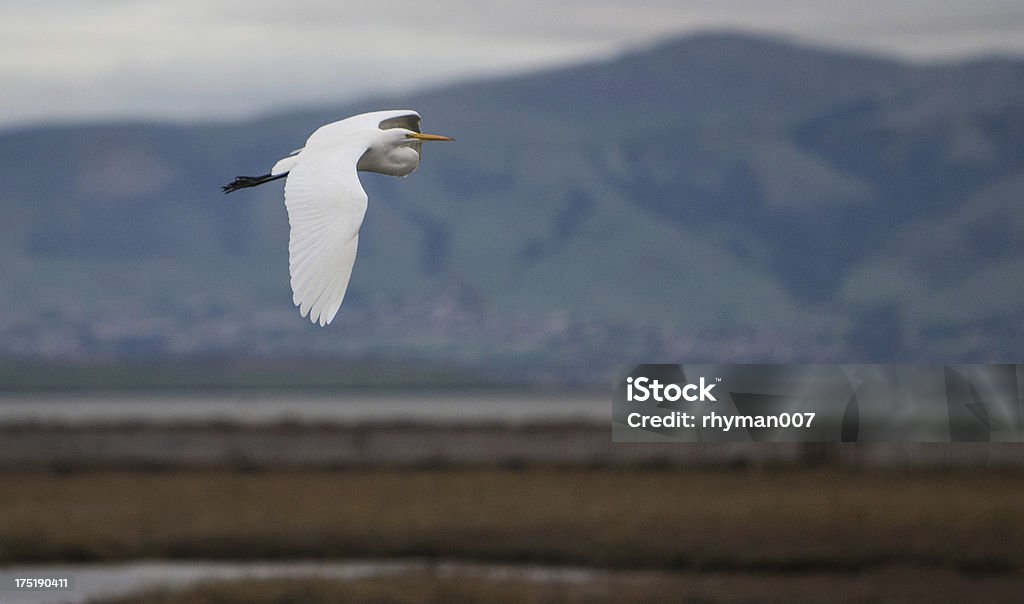 Weißer Reiher im Flug - Lizenzfrei Abheben - Aktivität Stock-Foto