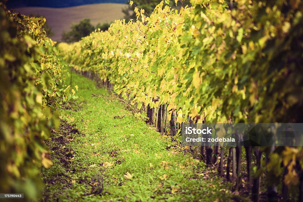 Champ d'automne coloré de vignobles, toscane, Région de Chianti - Photo de Agriculture libre de droits