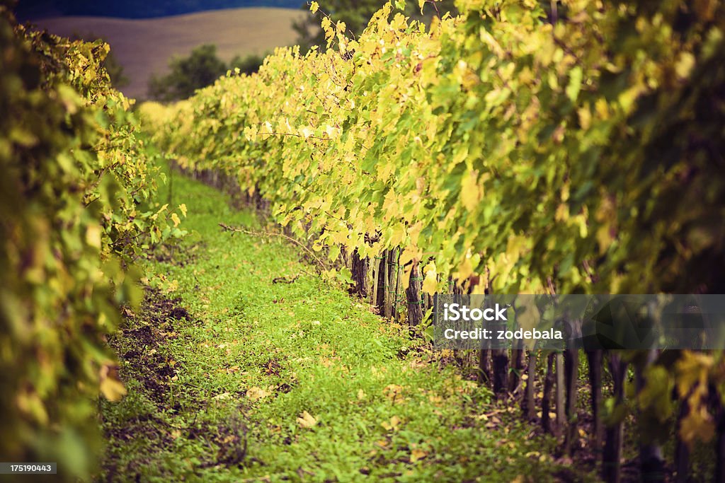Vinhas colorido campo no Outono, Toscana, Região de Chianti - Royalty-free Agricultura Foto de stock