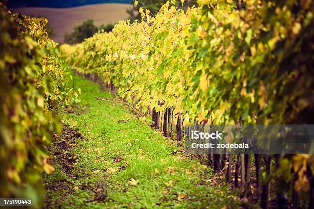 Vinhas Colorido Campo No Outono Toscana Região De Chianti - Fotografias de stock e mais imagens de Agricultura