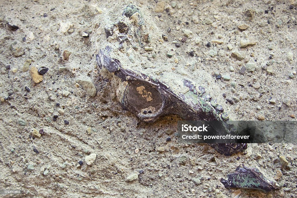 화석화 파충류 스컬, 굴착 사이트 - 로열티 프리 0명 스톡 사진