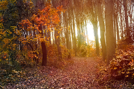 Autumn forest landscape. Colorful foliage on trees and grass shining on sunbeams. Amazing woodland. Scenery fall. Beautiful sunrays in morning forest