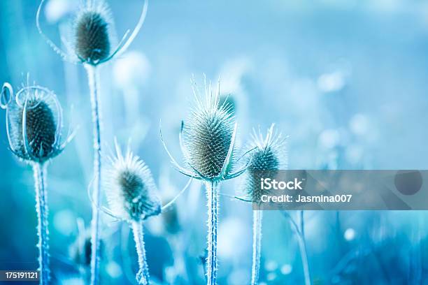 Winter Thistle Stock Photo - Download Image Now - Winter, Nature, Flower