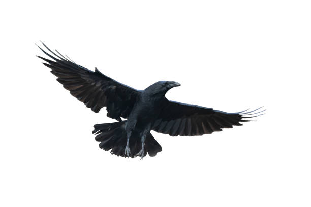 istock Birds flying raven isolated on white background Corvus corax. Halloween 1751913077