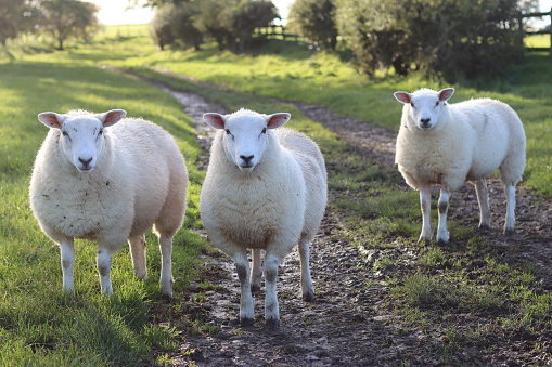 Group of sheep looking at the camera, in a green field bathed in soft sunlight