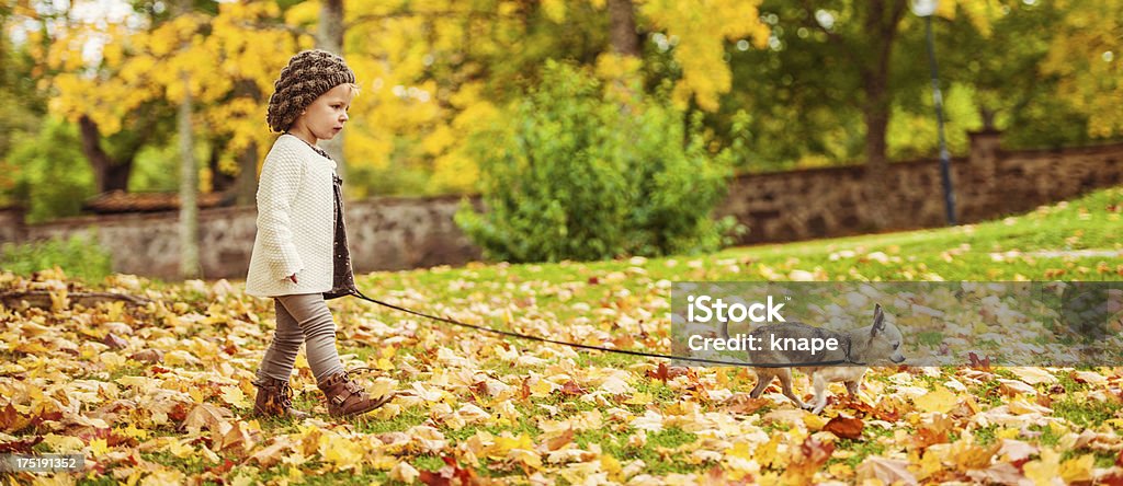 Cute girl in autumn with chihuahua Cute girl in park at autumn with chihuahuahttp://www.satuknape.com/wp-content/uploads/2012/10/livincent.jpg Walking Stock Photo