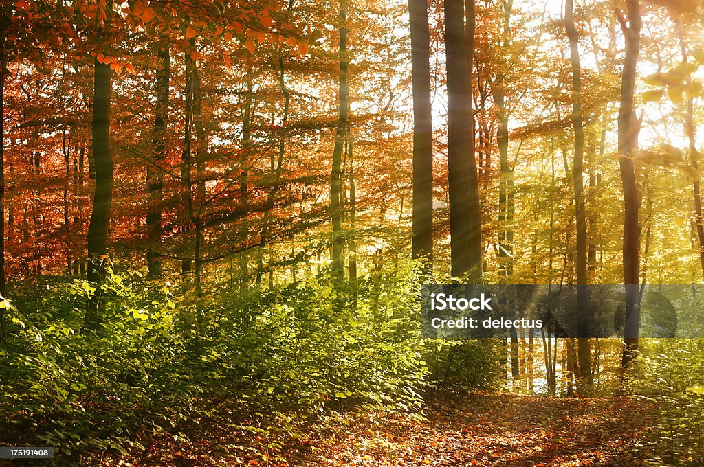 Autumn sun im Buche forest - Lizenzfrei Baum Stock-Foto