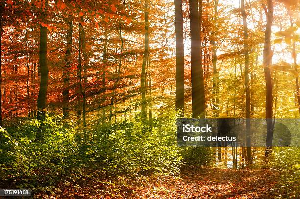 Autumn Sun Im Buche Forest Stockfoto und mehr Bilder von Baum - Baum, Blatt - Pflanzenbestandteile, Deutschland