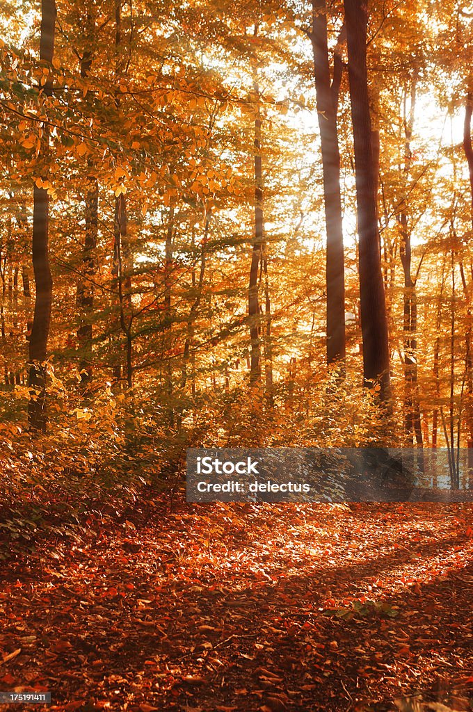 Autumn sun im Buche forest - Lizenzfrei Baum Stock-Foto