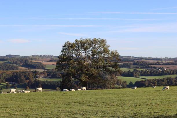 istock Large ancient tree standing alone in a meadow in summer, with a view over rolling countryside 1751914193
