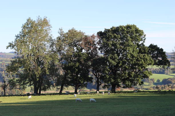 istock Large old trees in a summer meadow in sunshine, with a view over rolling countryside 1751914202