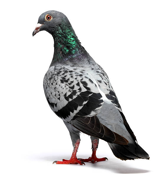 Pigeon PigeonMore Pigeons: pigeon photos stock pictures, royalty-free photos & images