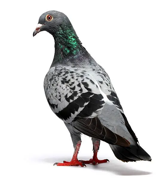 Photo of Pigeon