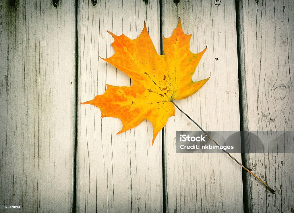 Mobile Bild von Herbst Ahorn Blätter - Lizenzfrei Ahornblatt Stock-Foto