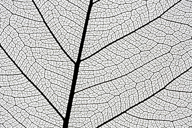 istock leaf skeleton extremely detailed XXXL 175192030