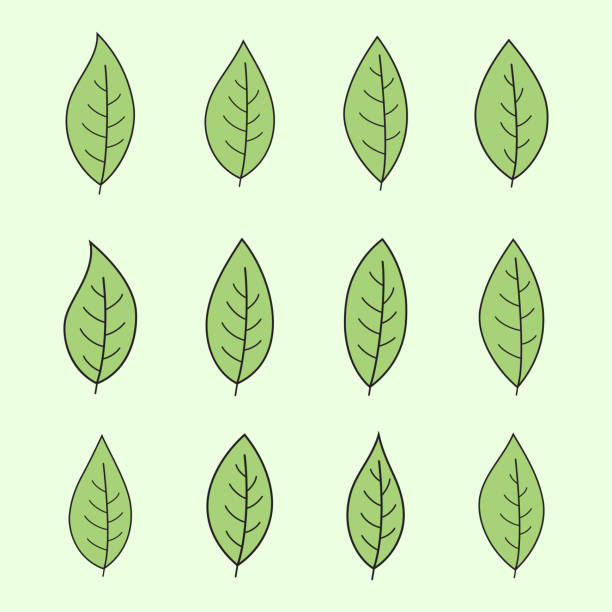 ilustrações, clipart, desenhos animados e ícones de ilustração vetorial isolada do ícone do conjunto de folhas verdes. - leaf branch tree green
