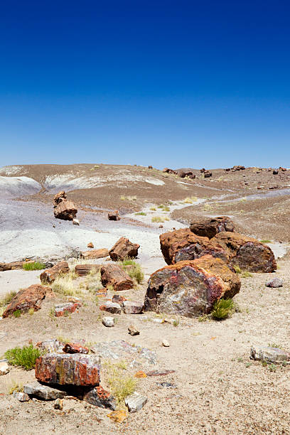 istock Crystal-Forest at Petrified Forest National Park 175192345