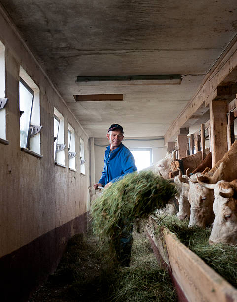 alimentazione vacche prodotti agricoli nel fienile - trough feeding five animals vertical foto e immagini stock