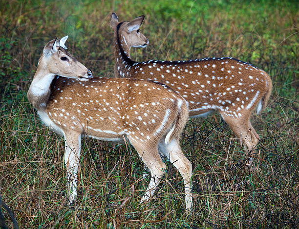 istock Spotted Deer, Ranthambore National Park 175192609