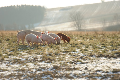 Happy free range organic pigs walking in snowy grassy fields. One with curly tail.