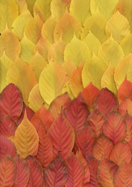 istock Autumn cherry tree leaves background red yellow 175193392