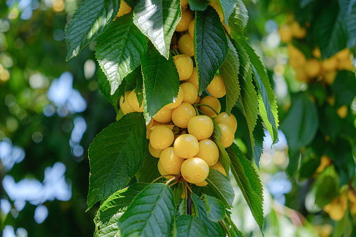 Cherries ripen on a tree branch. Sweet yellow cherries on tree branch. Yellow berries in the garden